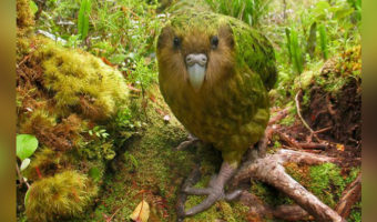 Picture Kakapo, The World’s Largest Flightless Nocturnal Parrot, Now Only 154 Left