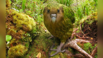 Picture Kakapo, The World’s Largest Flightless Nocturnal Parrot, Now Only 154 Left