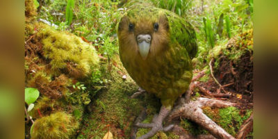 Picture Kakapo, The World’s Largest Flightless Nocturnal Parrot, Now Only 154 Left
