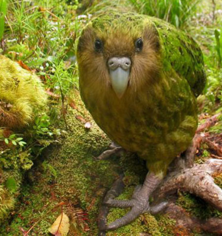 Picture Kakapo, The World’s Largest Flightless Nocturnal Parrot, Now Only 154 Left