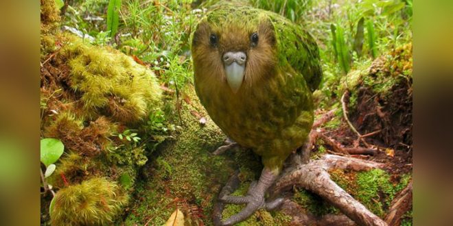 Kakapo The Worlds Largest Flightless Nocturnal Parrot
