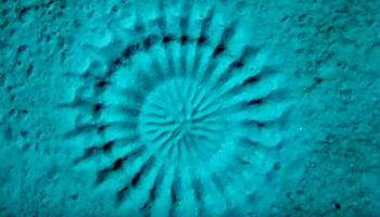 Picture 10 Fascinating Things that are Actually Created by Animals