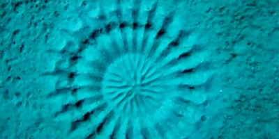 Picture 10 Fascinating Things that are Actually Created by Animals