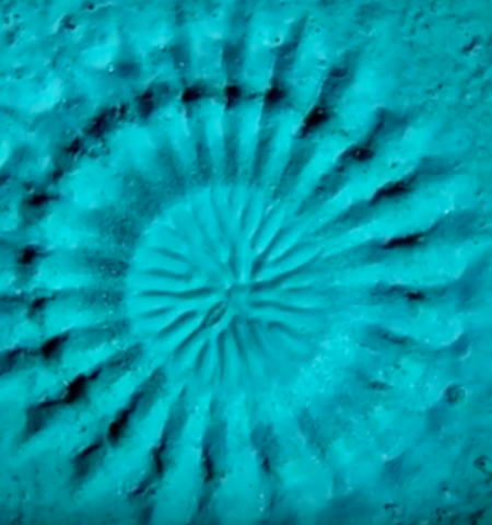 Picture 10 Fascinating Things that are Actually Created by Animals