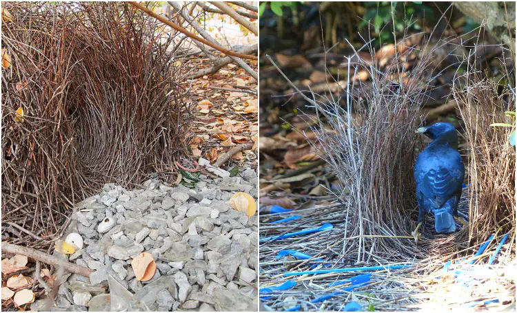 Bowerbird Nests