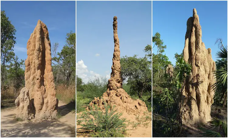 Termite Mounds