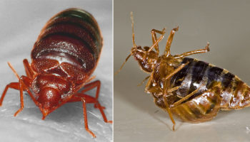 Picture 10 Really Messed-Up Facts About Animals