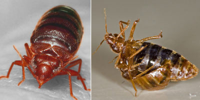 Picture 10 Really Messed-Up Facts About Animals