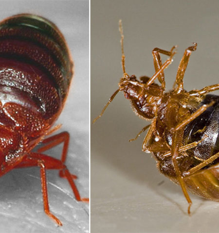 Picture 10 Really Messed-Up Facts About Animals