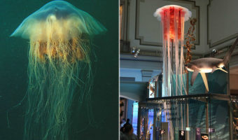 Picture 10 Random Fun Facts to Kill Your Boredom – Part 5