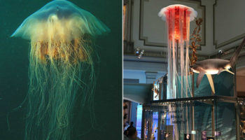 Picture 10 Random Fun Facts to Kill Your Boredom – Part 5