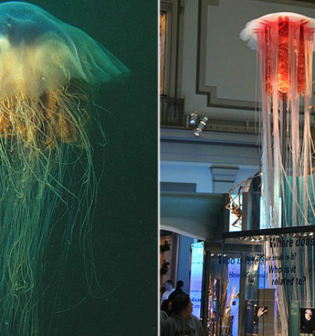 Picture 10 Random Fun Facts to Kill Your Boredom – Part 5