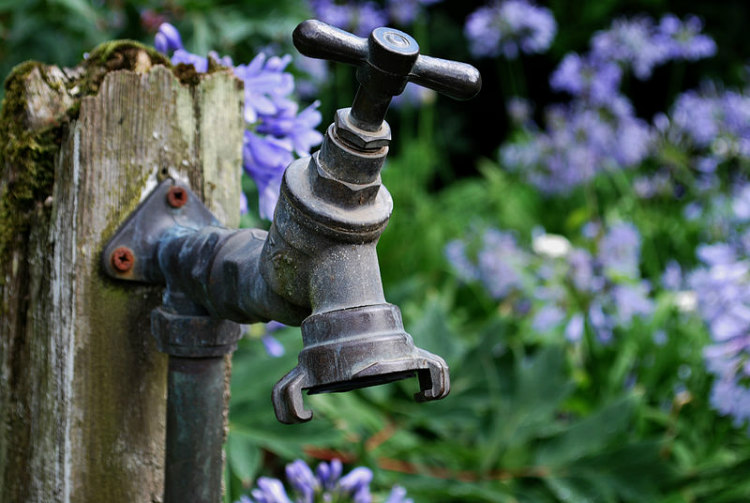 Plants and Sound of Flowing Water