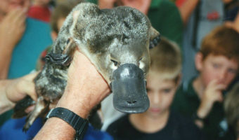 Picture 10 Real Facts that Sound like Bullshit but are Actually True