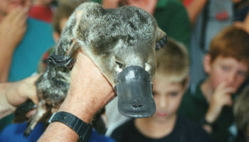 Picture 10 Real Facts that Sound like Bullshit but are Actually True