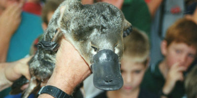 Picture 10 Real Facts that Sound like Bullshit but are Actually True