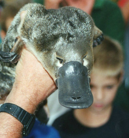 Picture 10 Real Facts that Sound like Bullshit but are Actually True