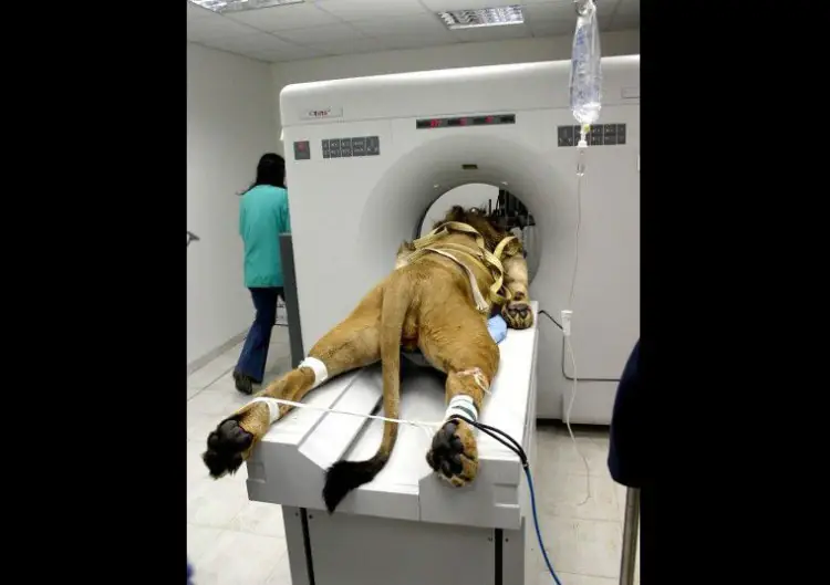 Sick Lion Ungergoing CAT Scan