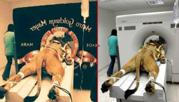 Picture 10 Widely Circulated Photos that are Actually Fake