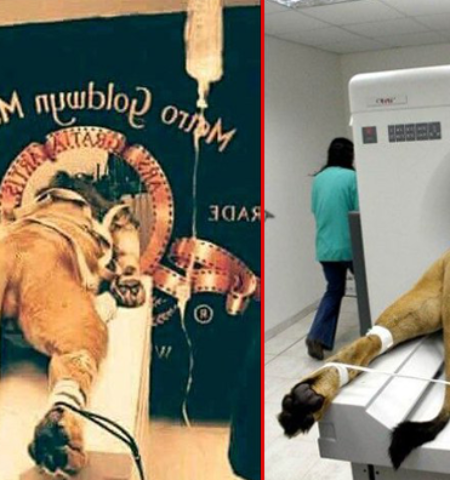 Picture 10 Widely Circulated Photos that are Actually Fake