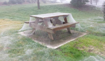 Picture Following Heavy Downpour, Spiders Cover a Park in Australia in Spider Webs