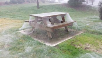 Picture Following Heavy Downpour, Spiders Cover a Park in Australia in Spider Webs