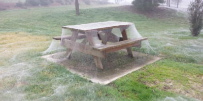 Picture Following Heavy Downpour, Spiders Cover a Park in Australia in Spider Webs