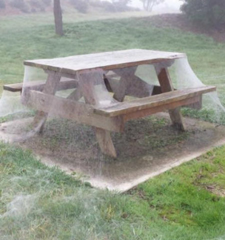 Picture Following Heavy Downpour, Spiders Cover a Park in Australia in Spider Webs