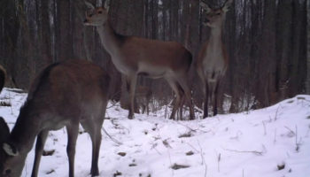 Picture The Flourishing Wildlife of Chernobyl Despite High Levels of Radiation