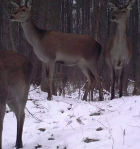 Picture The Flourishing Wildlife of Chernobyl Despite High Levels of Radiation