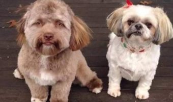 Picture Meet Yogi, the Dog with a Human-Like Face Who is Taking the Internet by Storm