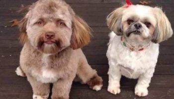 Picture Meet Yogi, the Dog with a Human-Like Face Who is Taking the Internet by Storm