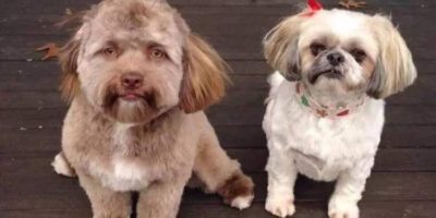 Picture Meet Yogi, the Dog with a Human-Like Face Who is Taking the Internet by Storm