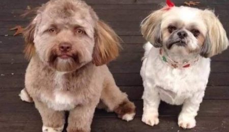 Picture Meet Yogi, the Dog with a Human-Like Face Who is Taking the Internet by Storm