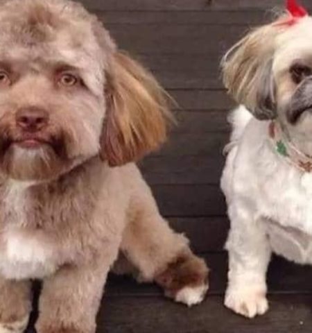 Picture Meet Yogi, the Dog with a Human-Like Face Who is Taking the Internet by Storm