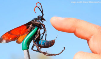 Picture Tarantula Hawk, the Spider Wasp with the Most Painful Sting that can Permanently Paralyze a Tarantula