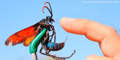 Picture Tarantula Hawk, the Spider Wasp with the Most Painful Sting that can Permanently Paralyze a Tarantula