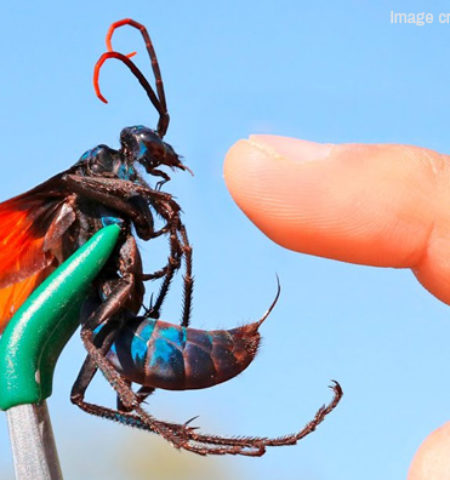 Picture Tarantula Hawk, the Spider Wasp with the Most Painful Sting that can Permanently Paralyze a Tarantula