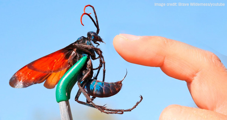 Tarantula Hawk The Spider Wasp With The Most Painful Sting