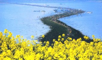 Picture The Miraculous Natural Phenomenon Known as “Jindo Sea Parting”