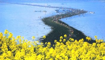 Picture The Miraculous Natural Phenomenon Known as “Jindo Sea Parting”