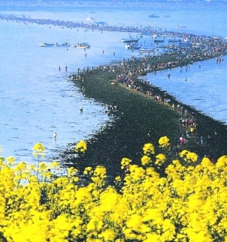 Picture The Miraculous Natural Phenomenon Known as “Jindo Sea Parting”
