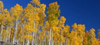 Picture Pando, a Grove of 80,000-Year-Old Aspen Trees in Utah that is Actually a Single Organism with over 40,000 Individual Trees
