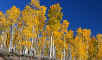 Picture Pando, a Grove of 80,000-Year-Old Aspen Trees in Utah that is Actually a Single Organism with over 40,000 Individual Trees