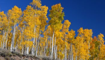 Picture Pando, a Grove of 80,000-Year-Old Aspen Trees in Utah that is Actually a Single Organism with over 40,000 Individual Trees