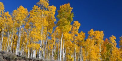 Picture Pando, a Grove of 80,000-Year-Old Aspen Trees in Utah that is Actually a Single Organism with over 40,000 Individual Trees