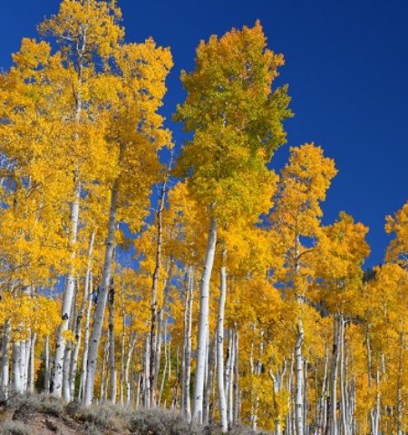 Picture Pando, a Grove of 80,000-Year-Old Aspen Trees in Utah that is Actually a Single Organism with over 40,000 Individual Trees