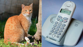 Picture 10 Times Animals Saved Human Lives, Sometimes at the Cost of Their Own