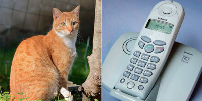 Picture 10 Times Animals Saved Human Lives, Sometimes at the Cost of Their Own