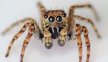 Picture 10 Widely Common Myths on the Internet Even to this Day